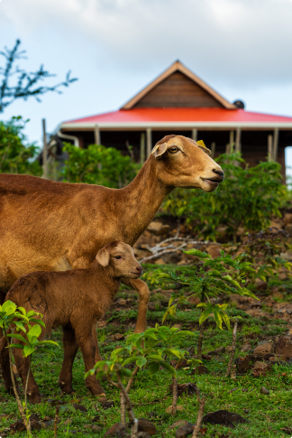 Ferme Domaine de puyferrat martinique