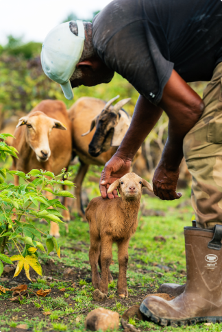 Ferme Domaine de puyferrat martinique